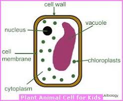 We did not find results for: Plant And Animal Cells Picture For Kids Plant Cell Diagram Simple Plant Cell Plant And Animal Cells
