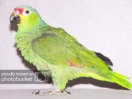 Loro De Copete Rojo Amazonas Autumnalis Loros Animales Amazonas