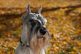 Henry had the conformation and personality that the ruedesheim breedings throw in all their schnauzers. Always Standard Schnauzers Home Facebook