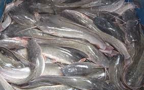 Panglima garang.kami adalah penternak ikan keli kursus pada permakanan palet sahaja. Harga Jual Ikan Lele Makassar Sulawesi Selatan 2020 1 Jual Ikan Terpercaya
