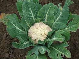 Disease management is important for producing acceptable yield and quality of cruciferous crops susceptible hosts include canola, cabbage, broccoli, brussels sprouts, kale, cauliflower, rutabaga for further information, consult the book, diseases and pests of vegetable crops in canada, isbn. Cauliflower Pests Diseases And Control Methods Agri Farming