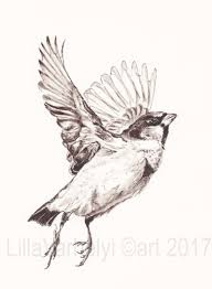 Spatz Kilo Foxtrott Vogel Illustration Figurativ Zeichnen Von Lillavarhelyi Bei Kunstnet