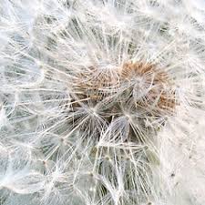 Image result for Taraxacum