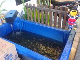 Kolam Ikan Berbahan Kain Terpal Bikinan Sendiri