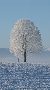 Here is a collection of winter wallpapers for you, just click on a wallpaper of your choice, download it and set it as background of your desktop screen. Winter Mobile Hd Wallpapers Wallpaper Cave