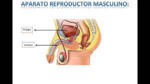 We did not find results for: Aparato Reproductor Femenino Y Masculino Video Dailymotion