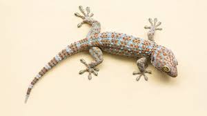 Check spelling or type a new query. Mengenal Tokek Berbagai Jenis Dan Mitos Di Tengah Masyarakat