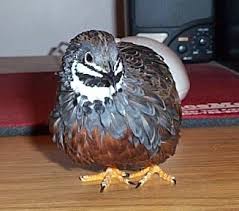 button quail faq