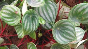 Maybe you would like to learn more about one of these? How To Propagate Watermelon Peperomia Rayagarden