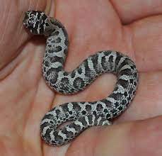 26 Danger Noodles Ideas Danger Noodle Snake Garter Snake