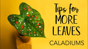 This is an annual celebration of caladiums, they have been grown in the area since the 1950's. Caladiums Tips For More Leaves Youtube