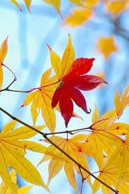 Maybe you would like to learn more about one of these? Yellow Leaves Only One Red Autumn Blue Background 640x1136 Iphone 5 5s 5c Se Wallpaper Background Picture Image