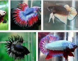 Ikan koi impor semakin mahal harganya sehingga harga ikan koi lokal menjadi lebih bersaing. Cara Merawat Ikan Cupang Agar Ganas Serta Menang Dalam Laga