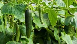 It is always said, everything that tastes bad is always bad for your tummy. How To Avoid The Problem Of Bitter Cucumbers Gardening Channel