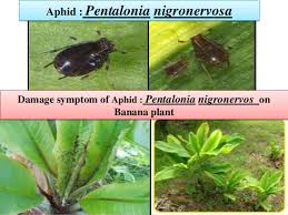 The pests are tiny and have shiny bodies that range from pale green to light yellow in color. Insect Pest Of Banana Crop
