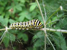 Maybe you would like to learn more about one of these? Best Butterfly Plants For Central Texas Garden Style San Antonio