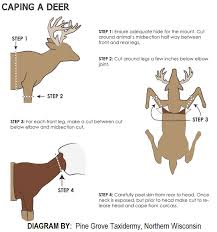 Here are the detailed instructions on how to field dress a deer. Taxidermy How To Care For Deer You Plan To Mount Bass Pro Shops