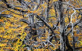 Image result for Fagopyrum snowdenii