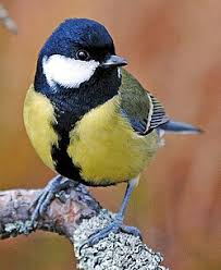 Image result for Kohlmeise vogelhouse