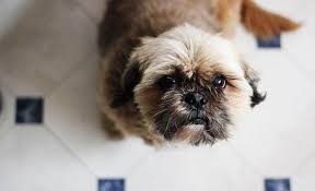 Maybe you would like to learn more about one of these? 26 Shih Tzu Mixes Adorable Shih Tzu Mixed Breeds