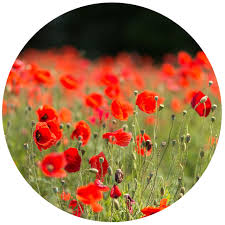 The name poppy seems to come from the latin word for milk or milky, due to the color happy memorial day!!! Kidsgardening Growing Guides Red Poppies Growing Guide