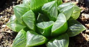 You can specify conditions of storing and accessing cookies in your browser. Haworthia Retusa Care Learn How To Grow The Star Cactus