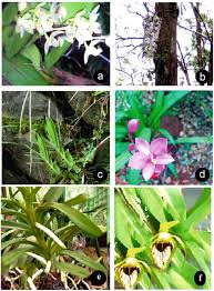 Image result for Satyrium orbiculare