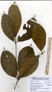 Image result for Rothmannia whitfieldii