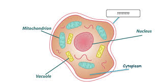 Check spelling or type a new query. Basic Cell Parts Functions Quiz