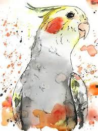 Art Print Cockatiel By Allison Gray 40x30in Parrot Painting Art Drawing And Illustration