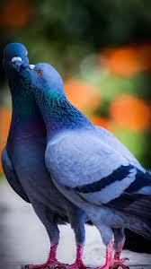 The Latest Iphone11 Iphone11 Pro Iphone 11 Pro Max Mobile Phone Hd Wallpapers Free Download Pigeons Birds Love Kiss Cute Pigeon Pigeon Bird Deterrents आपको यह पोस्ट pigeon images hd download with hindi quotes कैसी लगी? kiss cute pigeon pigeon bird