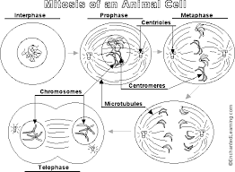 We did not find results for: 1 6 Cell Division Sl Hl 1 Biology 5 Ferguson