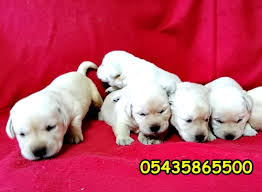labrador retriever yavru e litter labrador retriever turkey secereli labrador yavrulari https www yavrulab labrador retriever retriever labrador retrievers