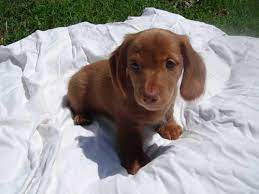 Get healthy pups from responsible and professional breeders at puppyspot. Mini Dachshund Puppies For Sale In Crowder Oklahoma Classified Americanlisted Com