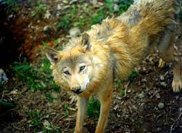 Animals Of The World Himalayan Wolf Animales En Peligro De Extincion Animales Salvajes Perro Lobo
