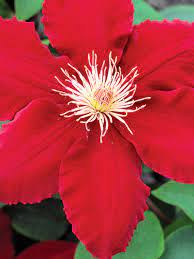 Taylors clematis nursery was established in 1982 and is a family run business. Clematis Rebecca Bluestone Perennials