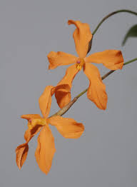 Image result for Rogiera cordata