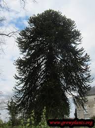 Check spelling or type a new query. Monkey Puzzle Tree How To Grow Care