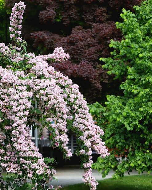 secret garden