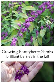 Why You Should Be Growing Beautyberry Shrubs Aka Callicarpa Americana A Gorgeous Native That Produces Brilliant Purpl Garden Shrubs Shrubs Creative Gardening