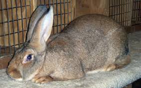 The flemish giants are one of the biggest and heaviest rabbit breeds that have been domesticated, considering their size & weight. Happy Tails Flemish Giants Growth Chart