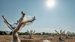 You will want to begin shaping your olive tree when it's young, or about 2 years old, and then check it each year in the late spring or early summer for some maintenance pruning. An Olive Tree Plague In Italy Can Teach Us A Lot About The Pandemic Wired Uk