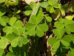 Image result for Oxalis corniculata