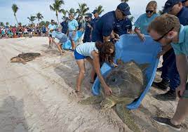 2 rehabilitated sea turtles to join Tour de Turtles