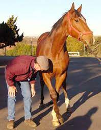 Equine Wobbler Syndrome Equine Wobblers Signs Symptoms