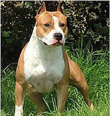 Linda dunlavy, director of development. Epfig Le Chien Qui A Tue Un Bebe De 18 Mois A Ete Euthanasie
