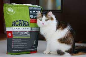 en iyi kedi mamasi markalari petzz blog