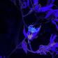 Nature by Blacklight