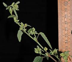 Image result for Sida spinosa