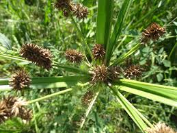Image result for Cyperus platycaulis